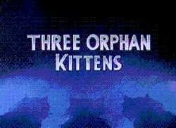 Three Orphan Kittens poster