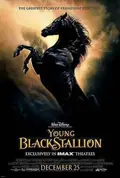 Young Black Stallion poster