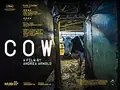Cow poster