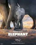 Elephant poster