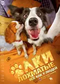 Paws, Bones & Rock'n'roll poster